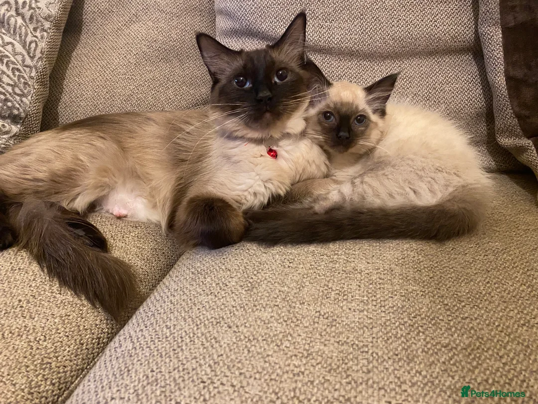 Ragdoll cats for sale: Ragdoll kittens  - Advert 1