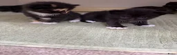 British Shorthair cats for sale: 🐾 6 Adorable Kittens Looking for Loving  Homes  - Advert 7