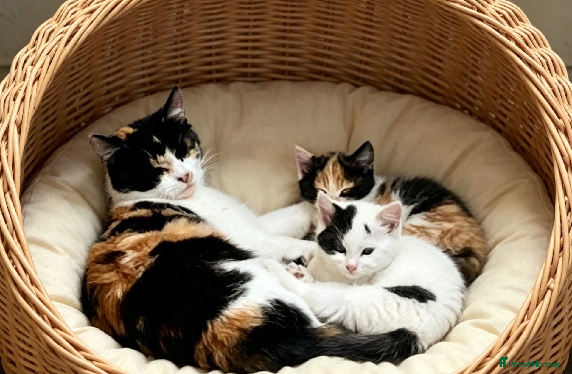 Mixed Breed cats Beautiful kittens  - Advert 1