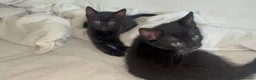 Mixed Breed cats for sale: 🐾BlackBrown Tabby Kittens needing Forever Homes🐾 in London - Advert 22