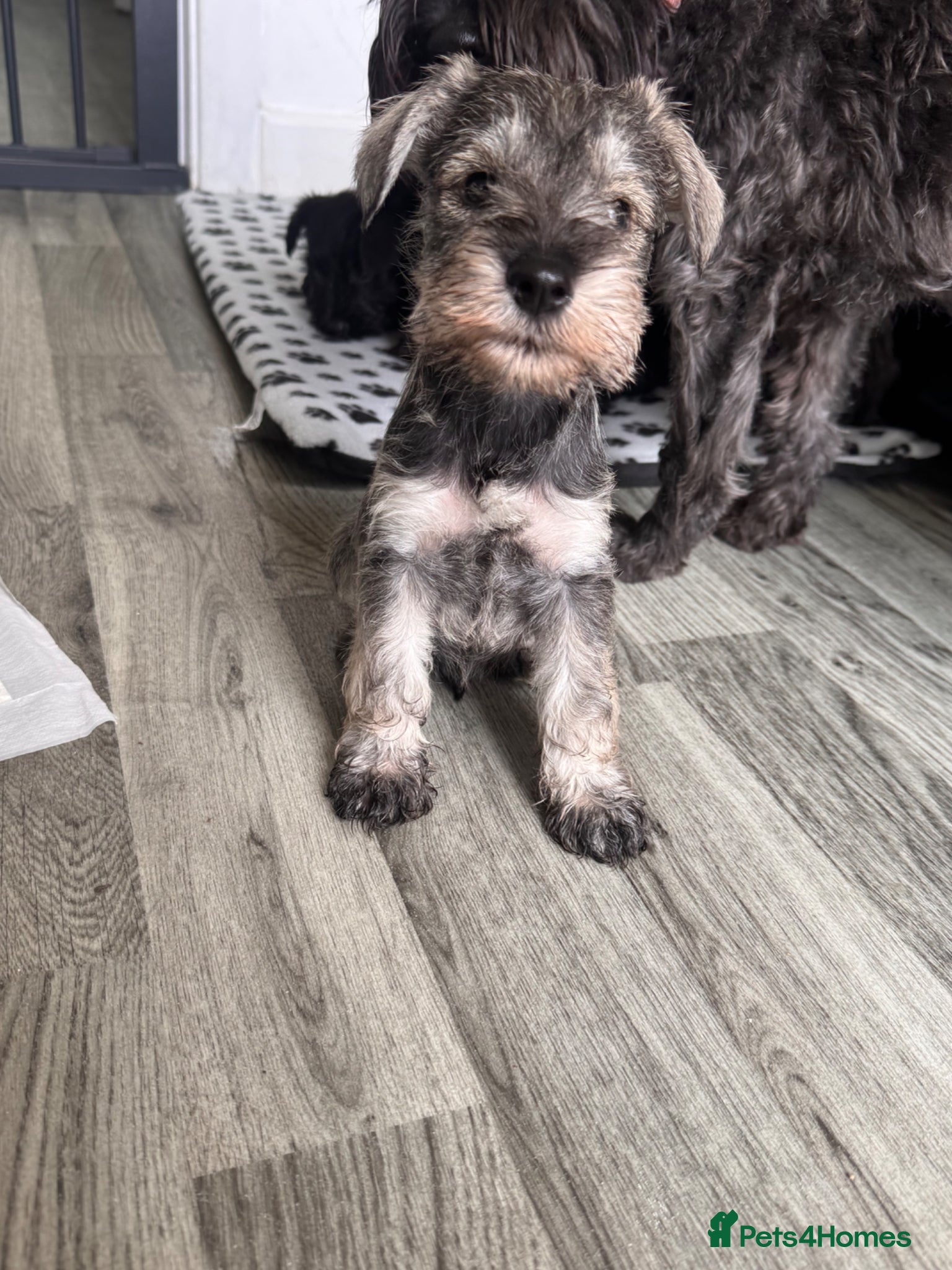 Miniature Schnauzer dogs for sale: Miniature schnauzer  - Advert 7