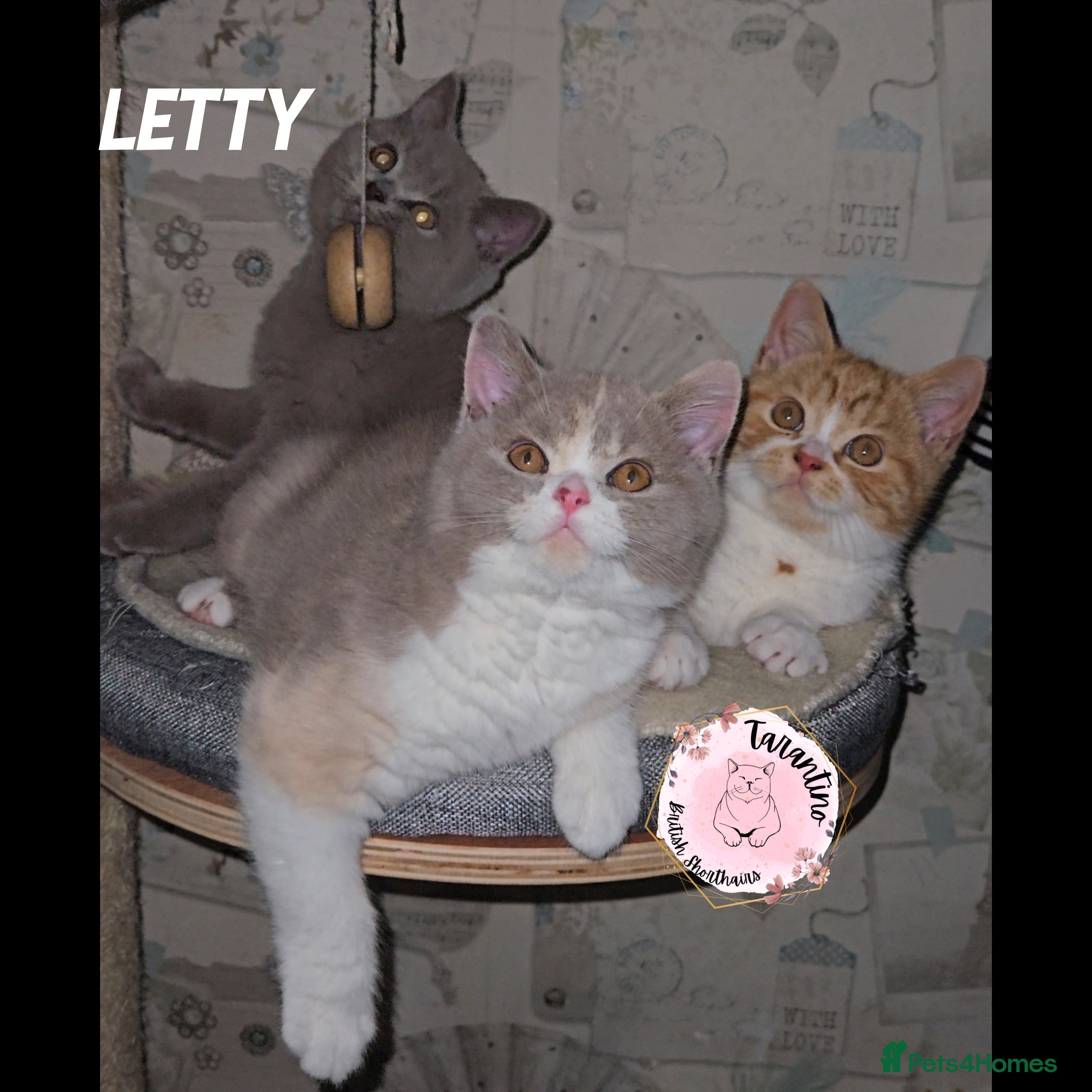 British Shorthair cats GCCF REGISTERED BRITISH SHORTHAIR KITTENS  - Advert 6