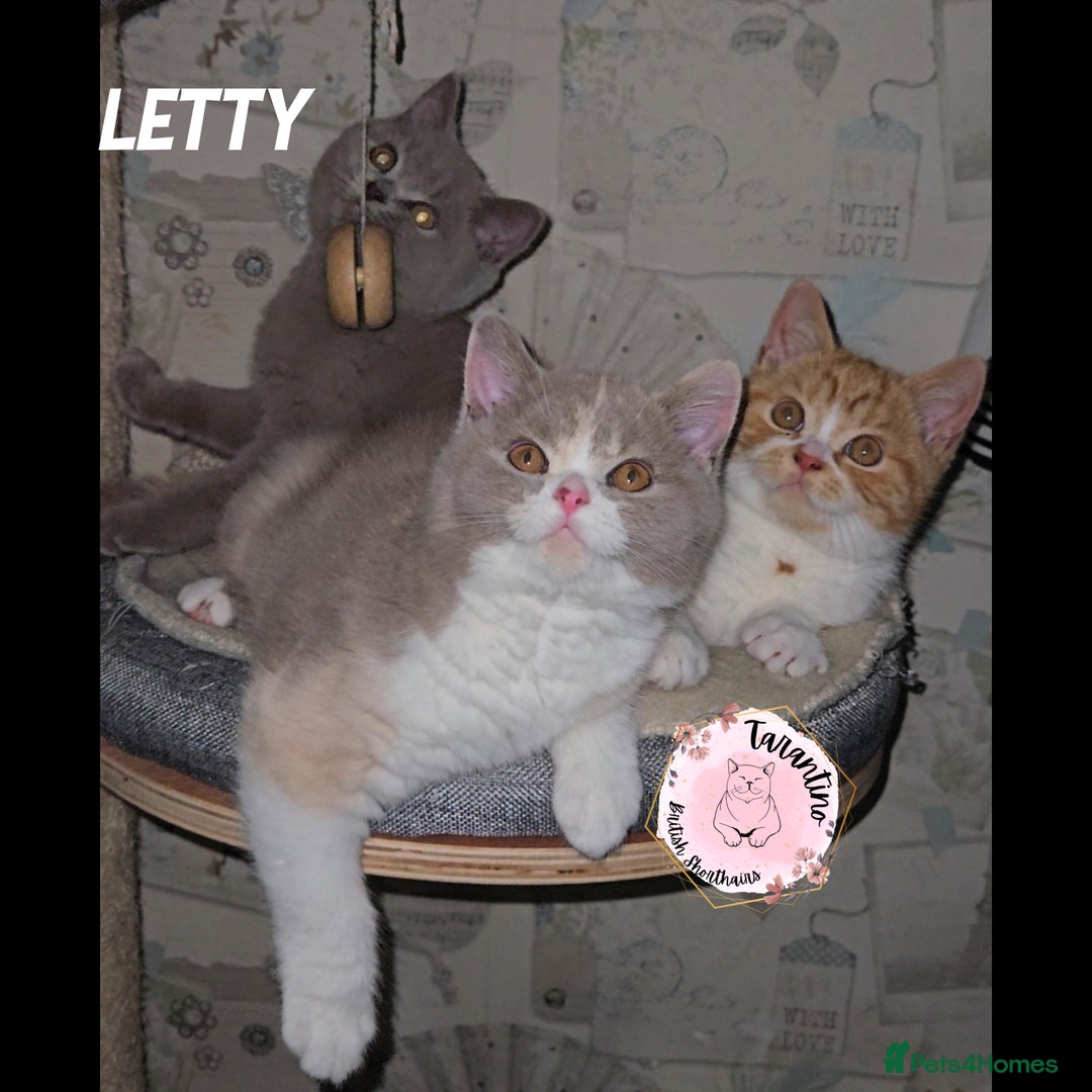 British Shorthair cats for sale: GCCF REGISTERED BRITISH SHORTHAIR KITTENS  - Advert 1