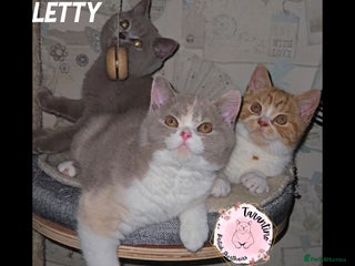 British Shorthair cats GCCF REGISTERED BRITISH SHORTHAIR KITTENS - Advert 12