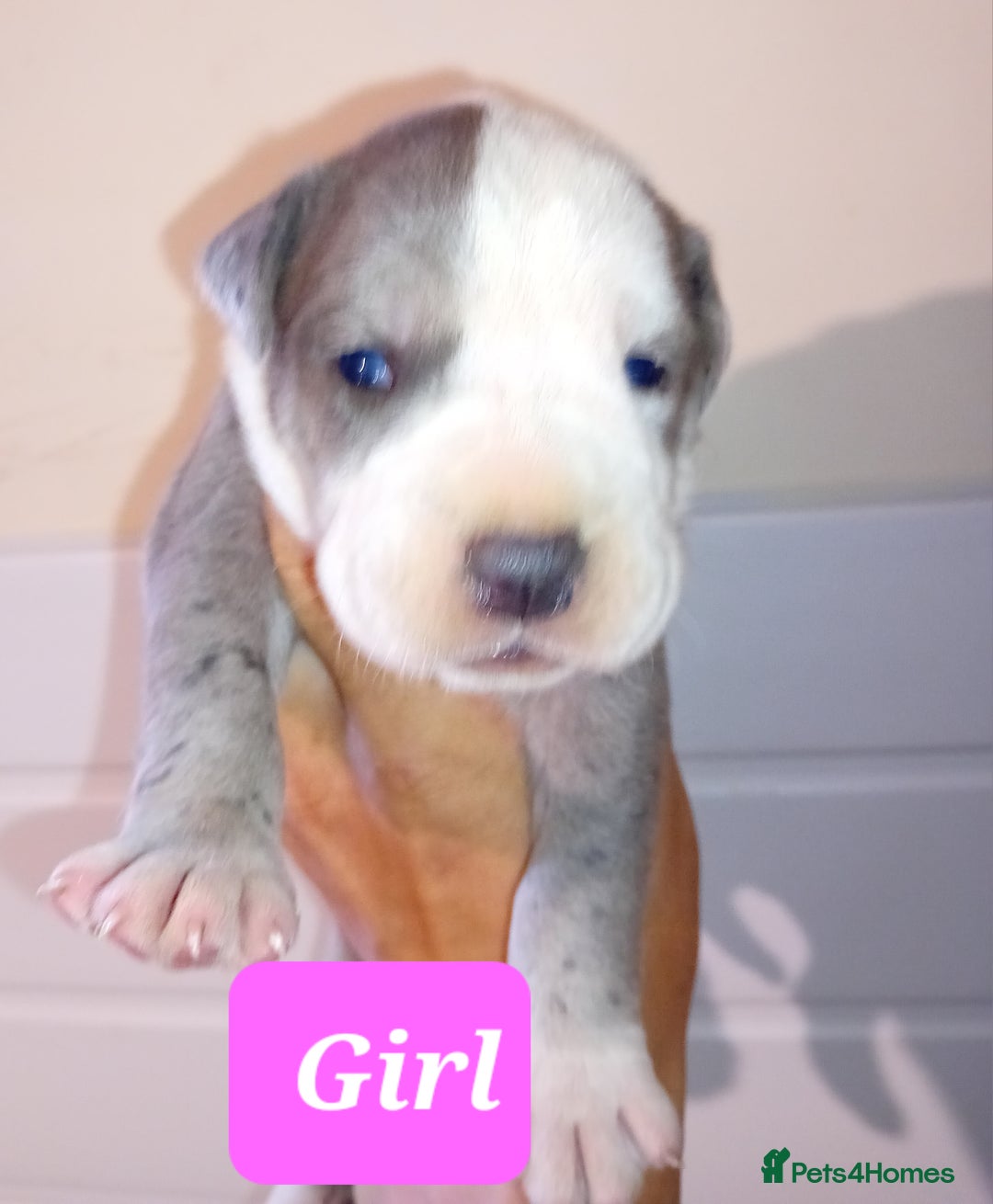 Mixed Breed dogs for sale: Taylors Minidane (Bulldane) Pups Available  - Image 15