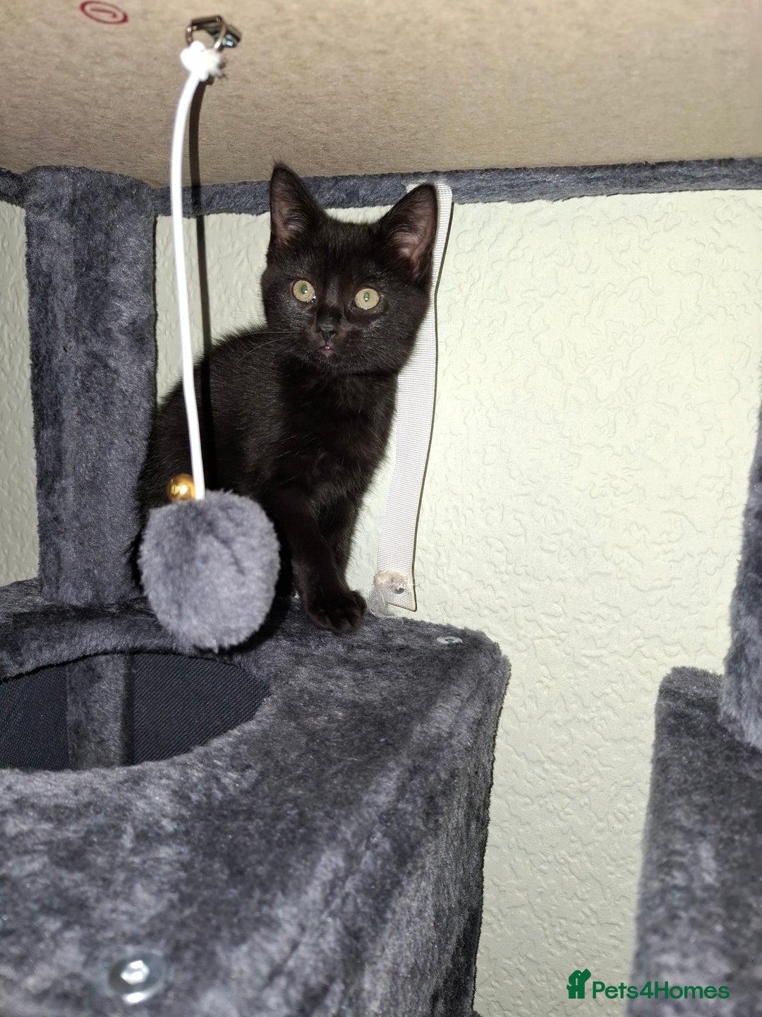 Mixed Breed cats for sale: 2 black and 1 tabby kitten. - Image 4
