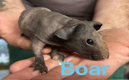 Guinea Pig rodents for sale: Skinny Pig Boars  - Image 7