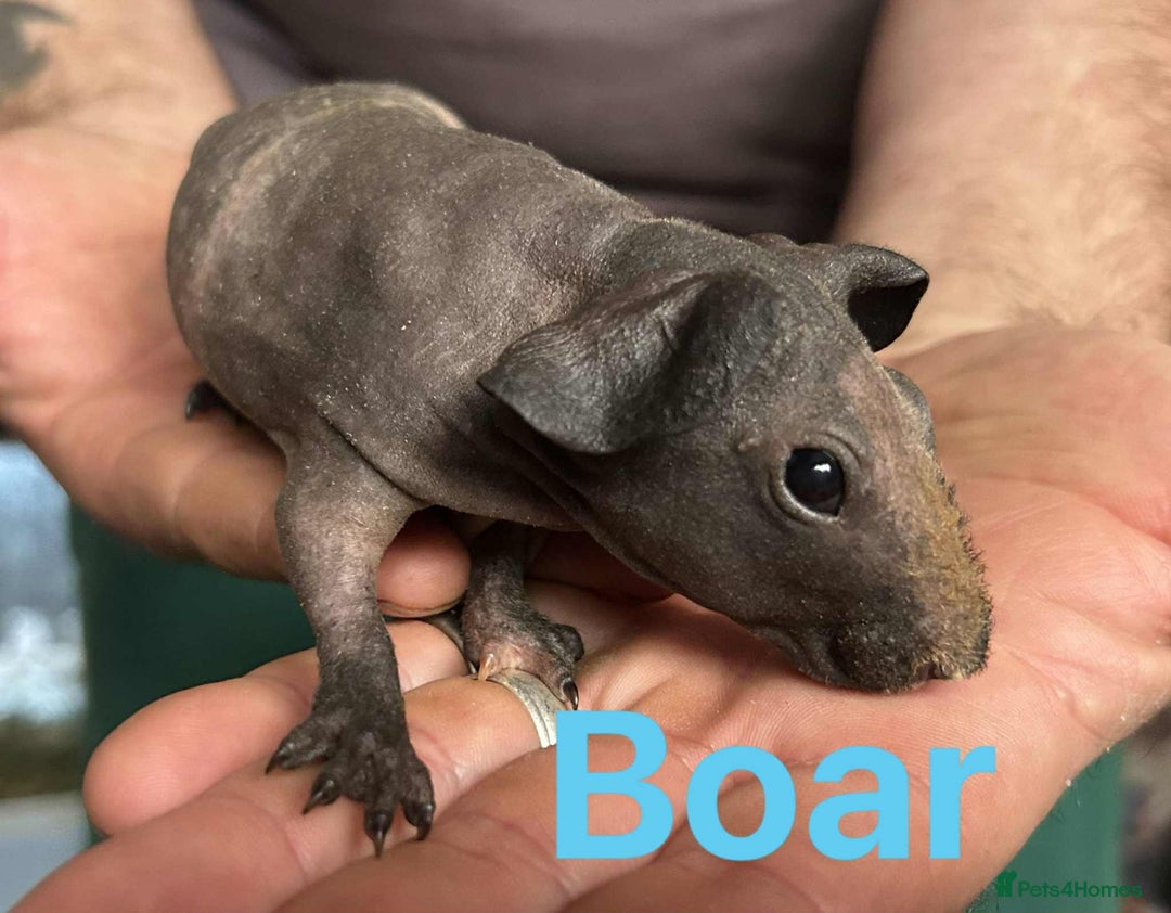 Guinea Pig rodents for sale: Skinny Pig Boars  - Image 7