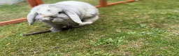 Mini Lop rabbits for sale: Black Harli Mini Lop in Bromley - Advert 1