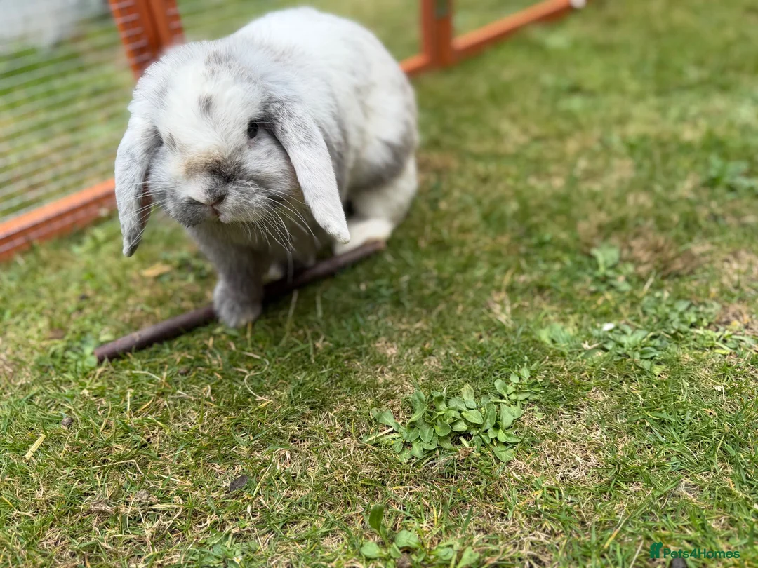 Mini Lop rabbits for sale: Black Harli Mini Lop in Bromley - Advert 1