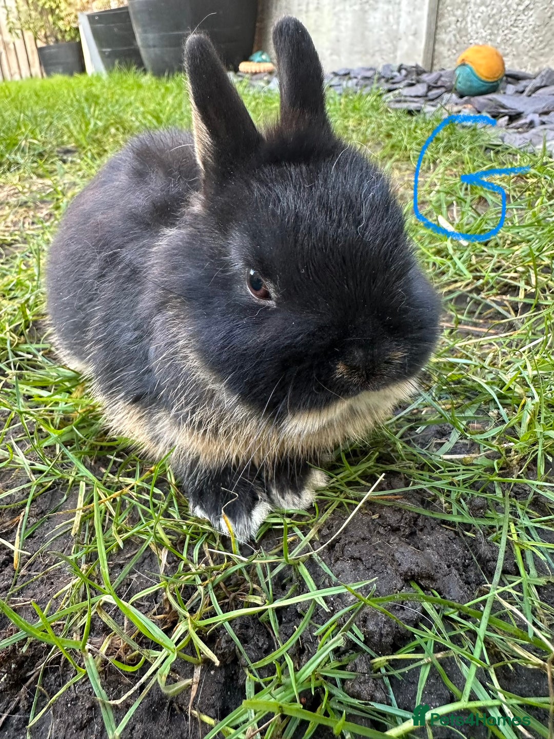Netherland Dwarf rabbits for sale: Netherland Dwarf Rabbits for sale  - Advert 1