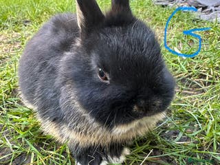 Netherland Dwarf rabbits Netherland Dwarf Rabbits for sale - Advert 2