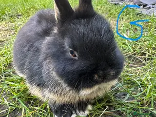 Netherland Dwarf rabbits Netherland Dwarf Rabbits for sale - Advert 9