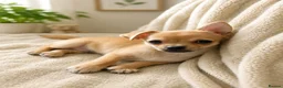 Chihuahua dogs for sale: Two Beautiful Boy Chihuahuas For Sale in Lincoln - Advert 4