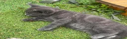 Mixed Breed cats for sale: British shorthair mix  in Diss - Advert 7