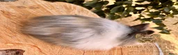 Lionhead rabbits for sale: Fully Vaccinated Lionheads Ready Now  - Advert 3