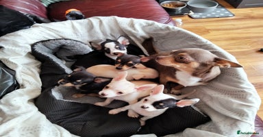 Chihuahua dogs - Advert 8