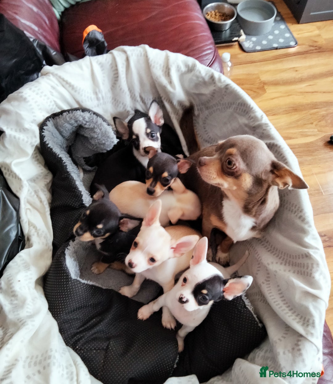 Chihuahua dogs for sale: Gorgeous Baby Chihuahua puppies  - Image 1