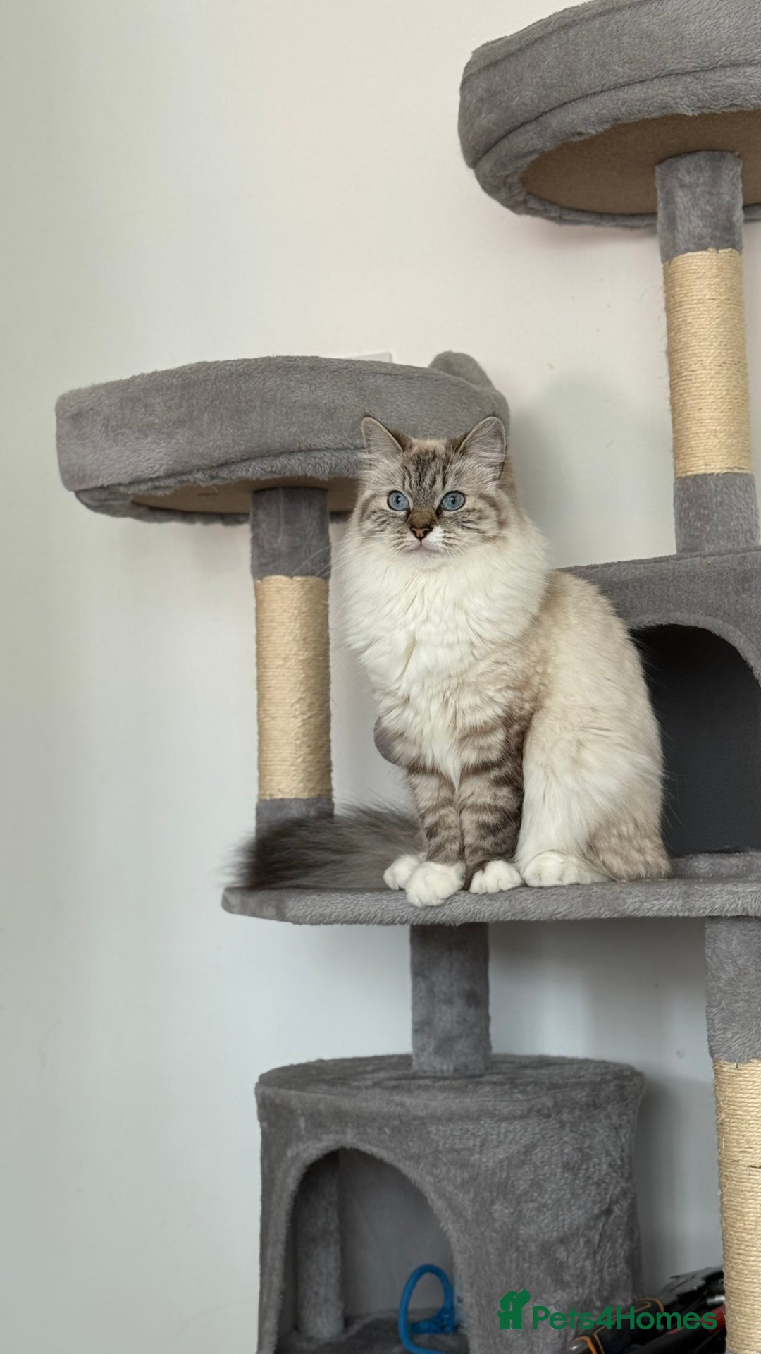 Ragdoll cats for sale: Beautiful Ragdoll Kittens for Sale – 2Boys&2Girls - Advert 12