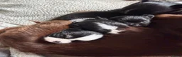Chihuahua dogs for sale: Stunning litter of 4 long coat chihuahuas  - Advert 17