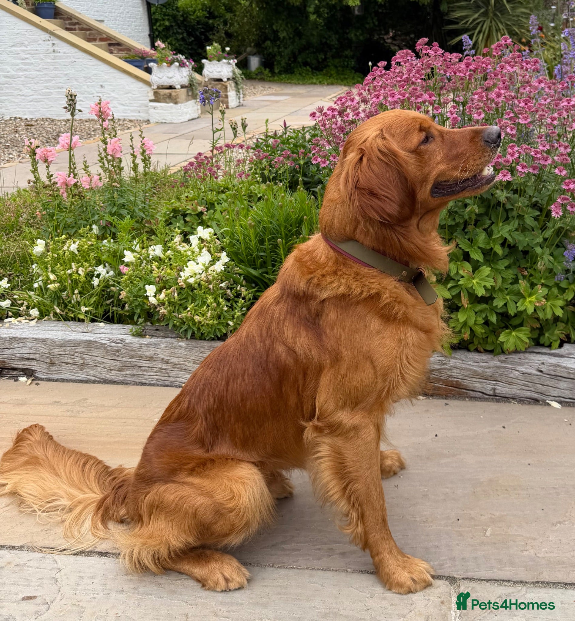 Golden Retriever dogs Fantastic Golden Retriever Stud  - Advert 1