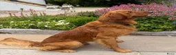 Golden Retriever dogs for stud: Fantastic Golden Retriever Stud  - Advert 1