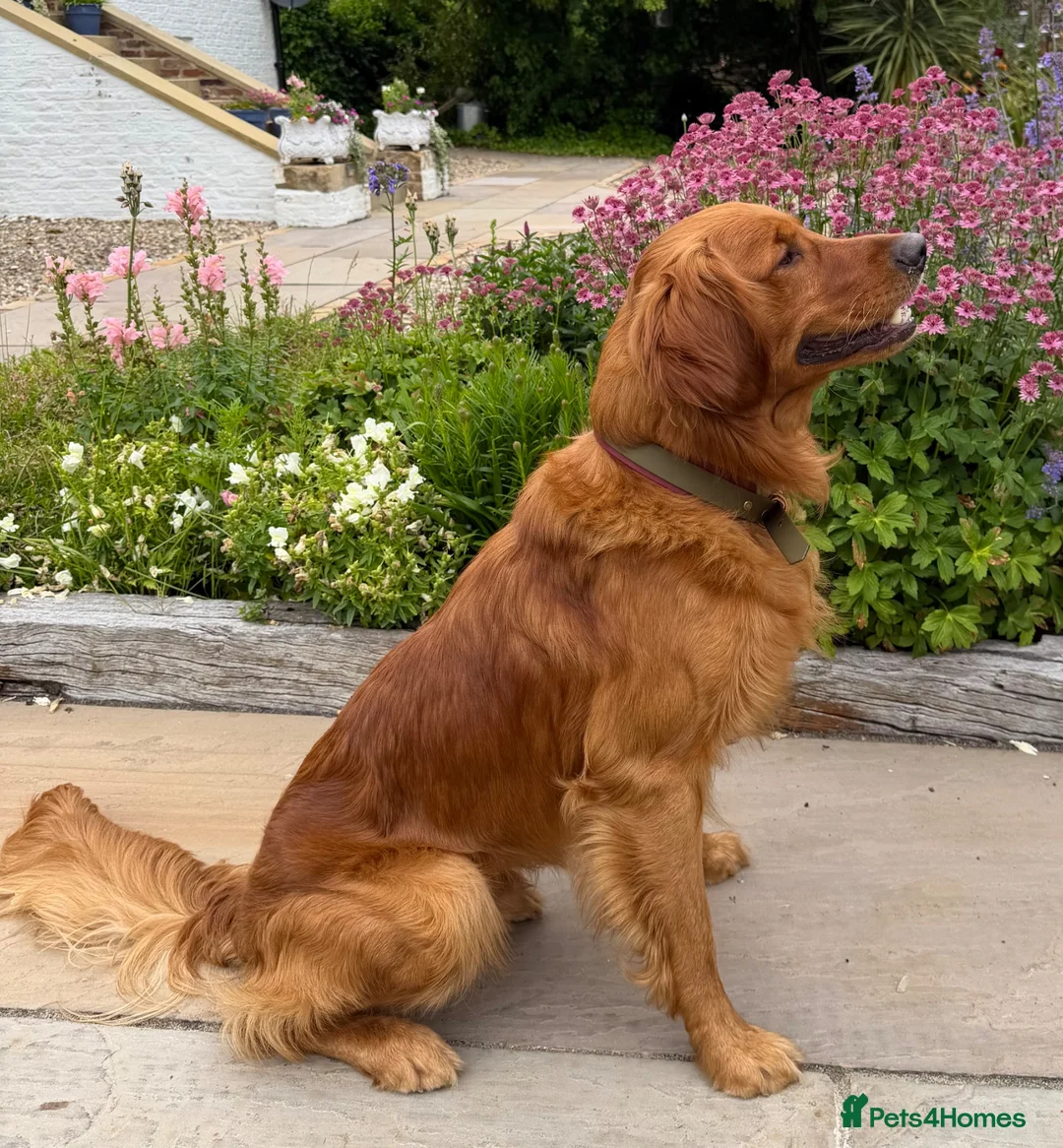 Golden Retriever dogs for stud: Fantastic Golden Retriever Stud  - Advert 1