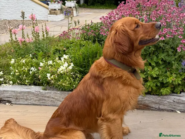 Golden Retriever dogs Fantastic Golden Retriever Stud - Advert 1