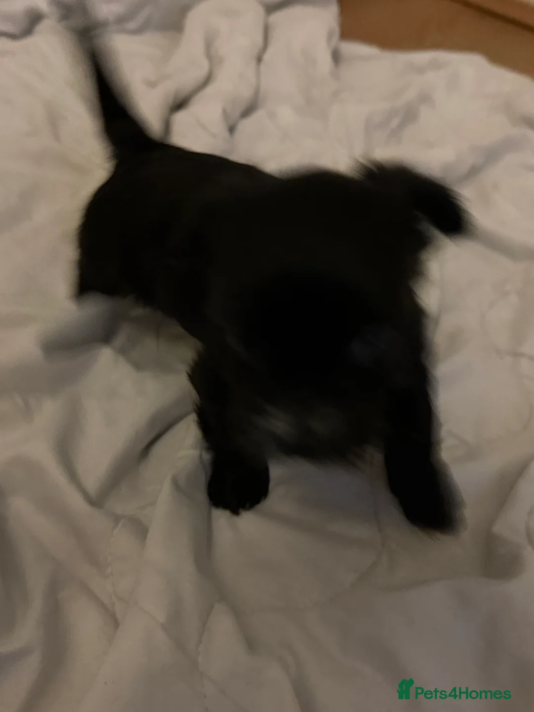 Chorkie dogs for sale: Chorkie pups for sale  - Advert 2