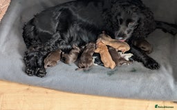 Cocker Spaniel dogs for sale:  Show type cocker spaniel puppies (SOLD) - Image 2