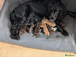 Cocker Spaniel dogs - Advert 12