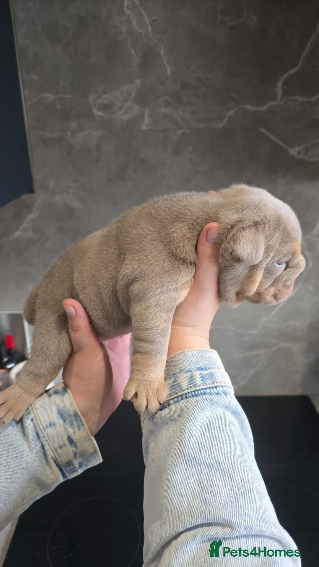 English Bulldog dogs for sale: Exceptional Lilac Tri English bulldog puppies - Advert 9