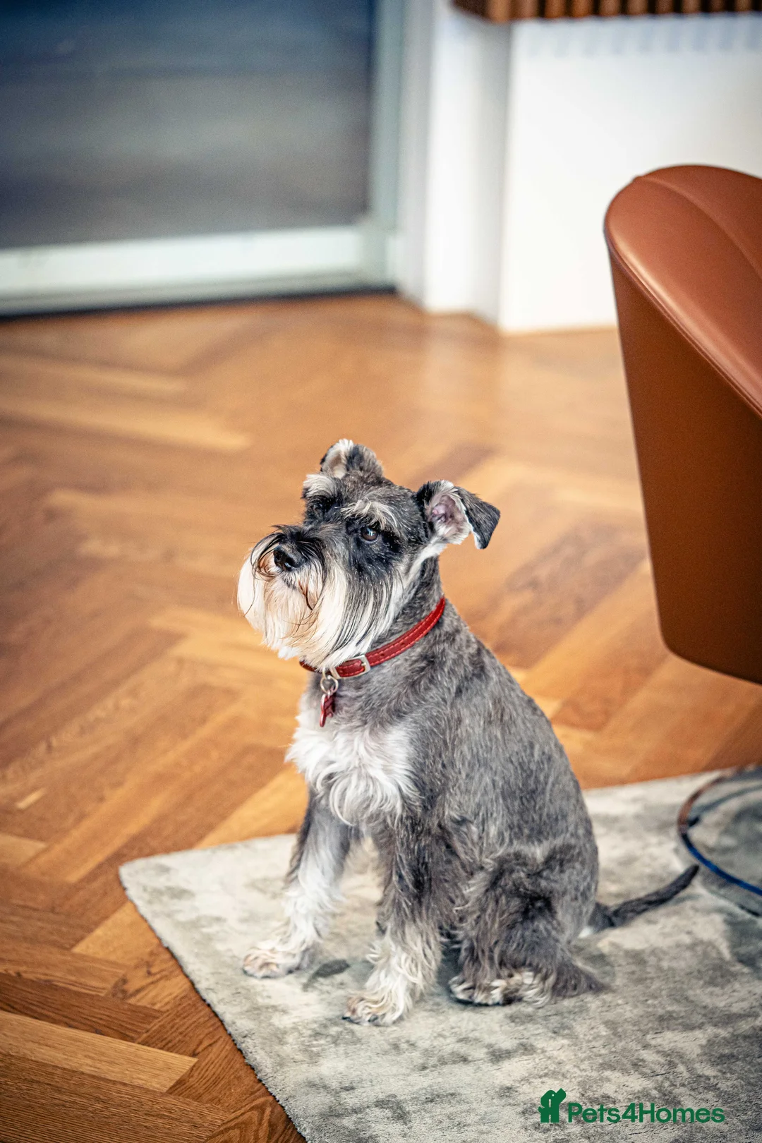 Miniature Schnauzer dogs for stud: Merlin - Advert 2
