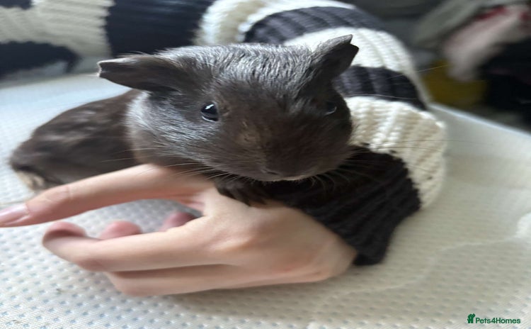 Guinea Pig rodents - Advert 5