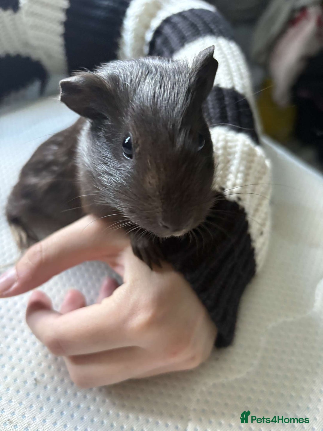 Guinea Pig rodents for sale: female guinea pig  - Image 1