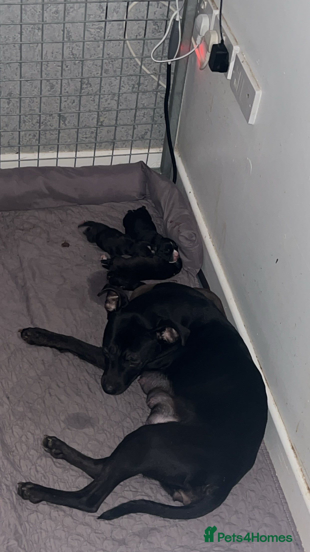 Staffordshire Bull Terrier dogs Staffordshire Cross Puppies – Ready 28 April - Advert 1