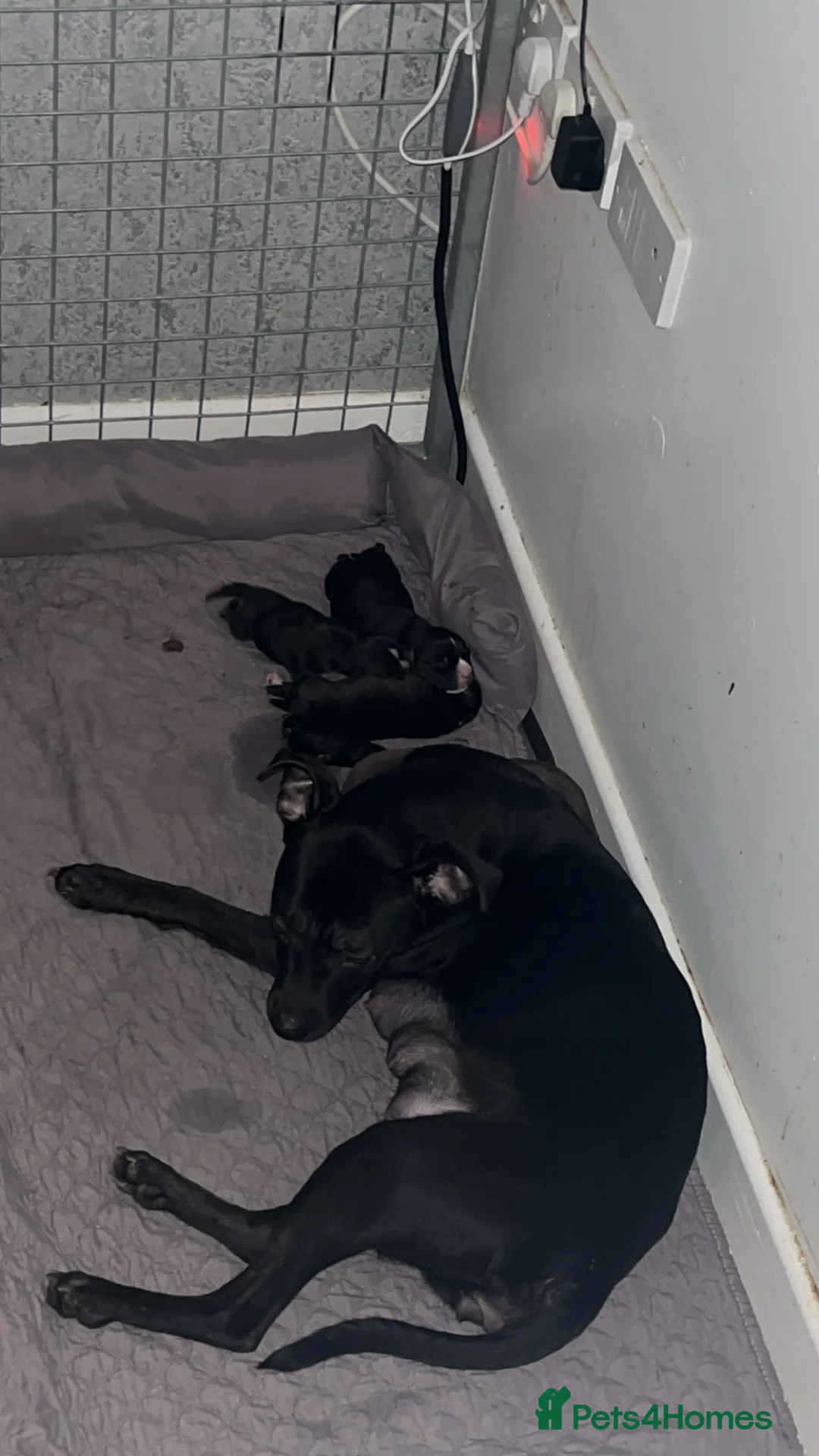 Staffordshire Bull Terrier dogs for sale: Staffordshire Cross Puppies – Ready 28 April - Advert 1