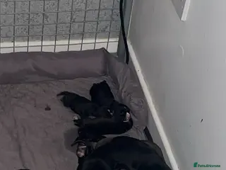 Staffordshire Bull Terrier dogs Staffordshire Cross Puppies – Ready 28 April - Advert 2