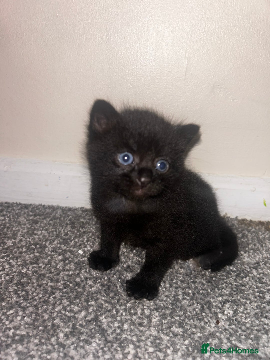 British Shorthair cats for sale: Three black kittens for sale  - Image 6