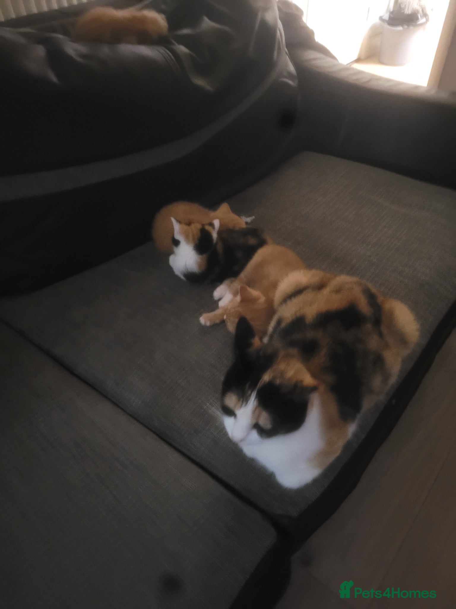 Mixed Breed cats Kittens 1 girl 3 boys - Advert 1