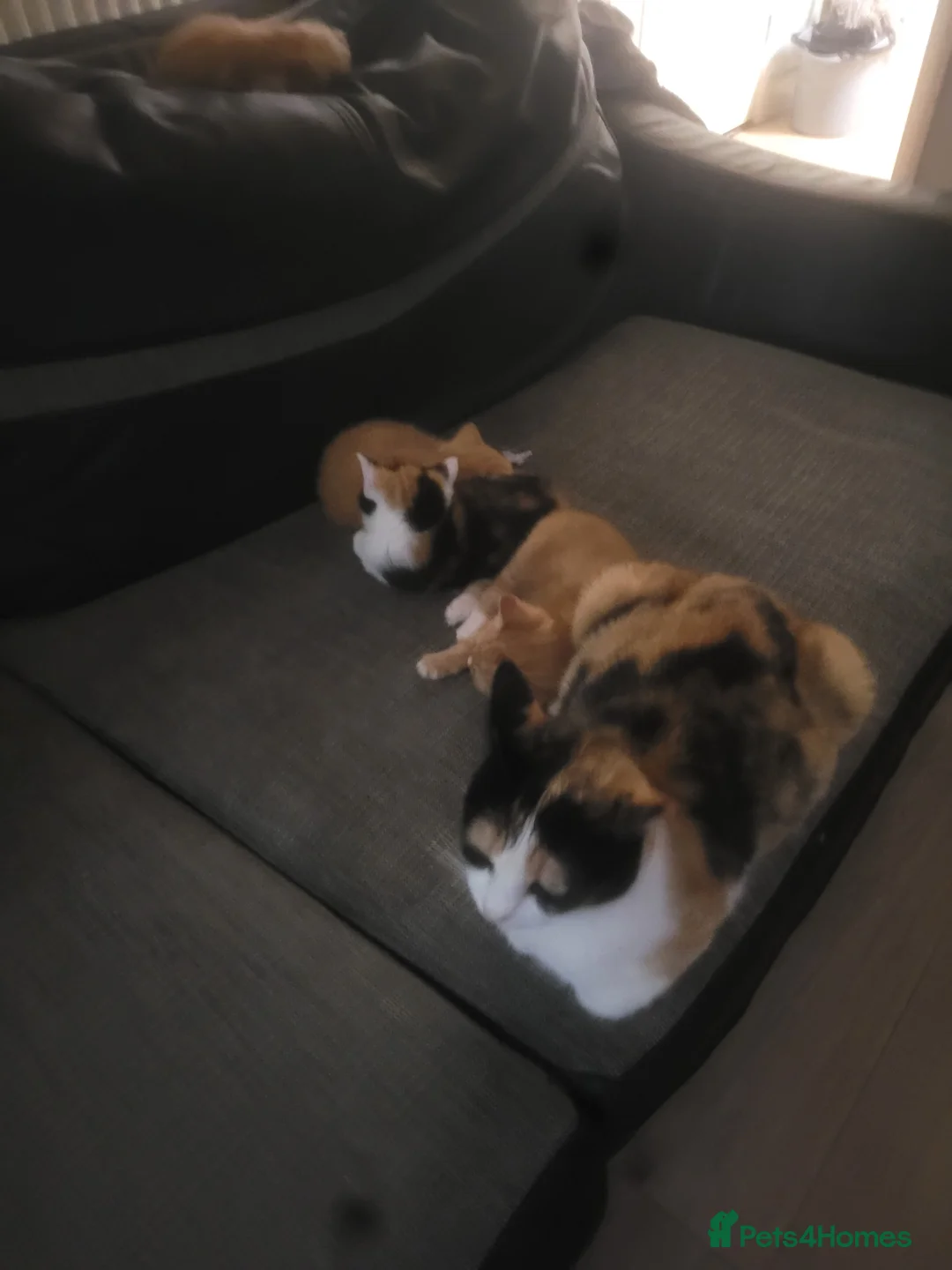 Mixed Breed cats for sale: Kittens 1 girl 3 boys - Advert 1