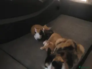 Mixed Breed cats Kittens 1 girl 3 boys - Advert 1