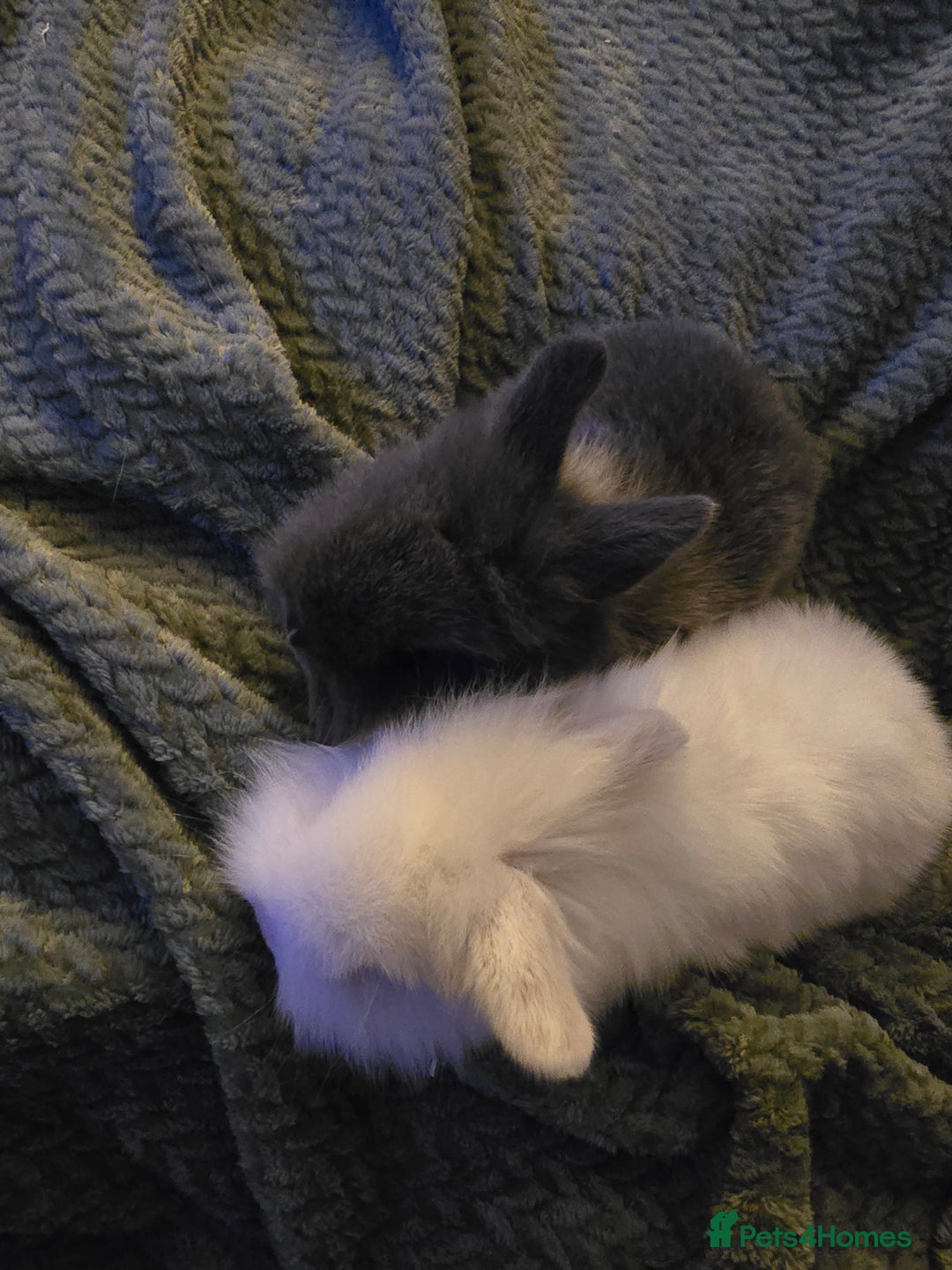 Mixed Breed rabbits for sale: Rabbits for sale.  - Advert 20