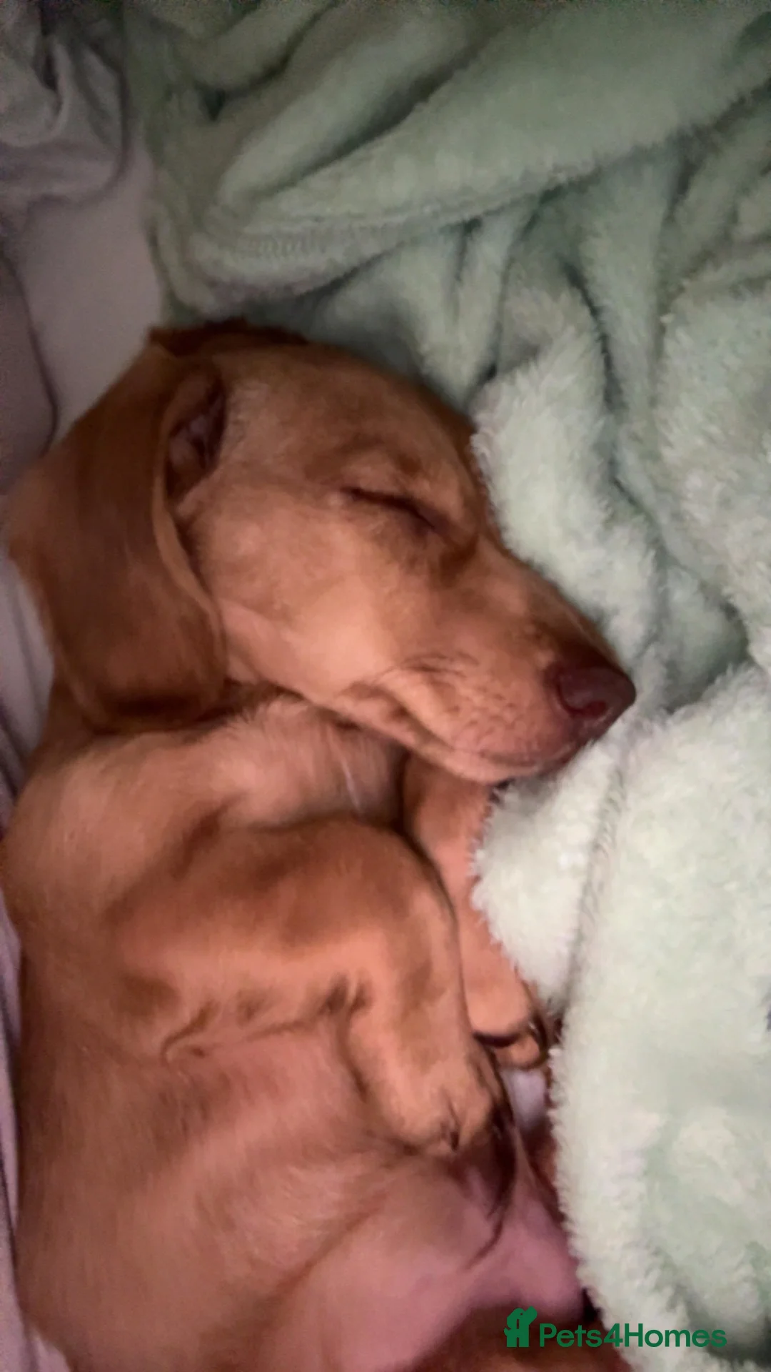 Miniature Dachshund dogs for sale: Miniature dachshund for sale  in Selby - Advert 6