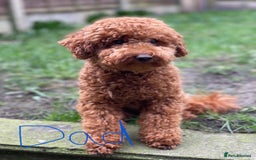Toy Poodle dogs for sale: Gorgeous Fox Red Toy Poodle Females😍 - Image 13