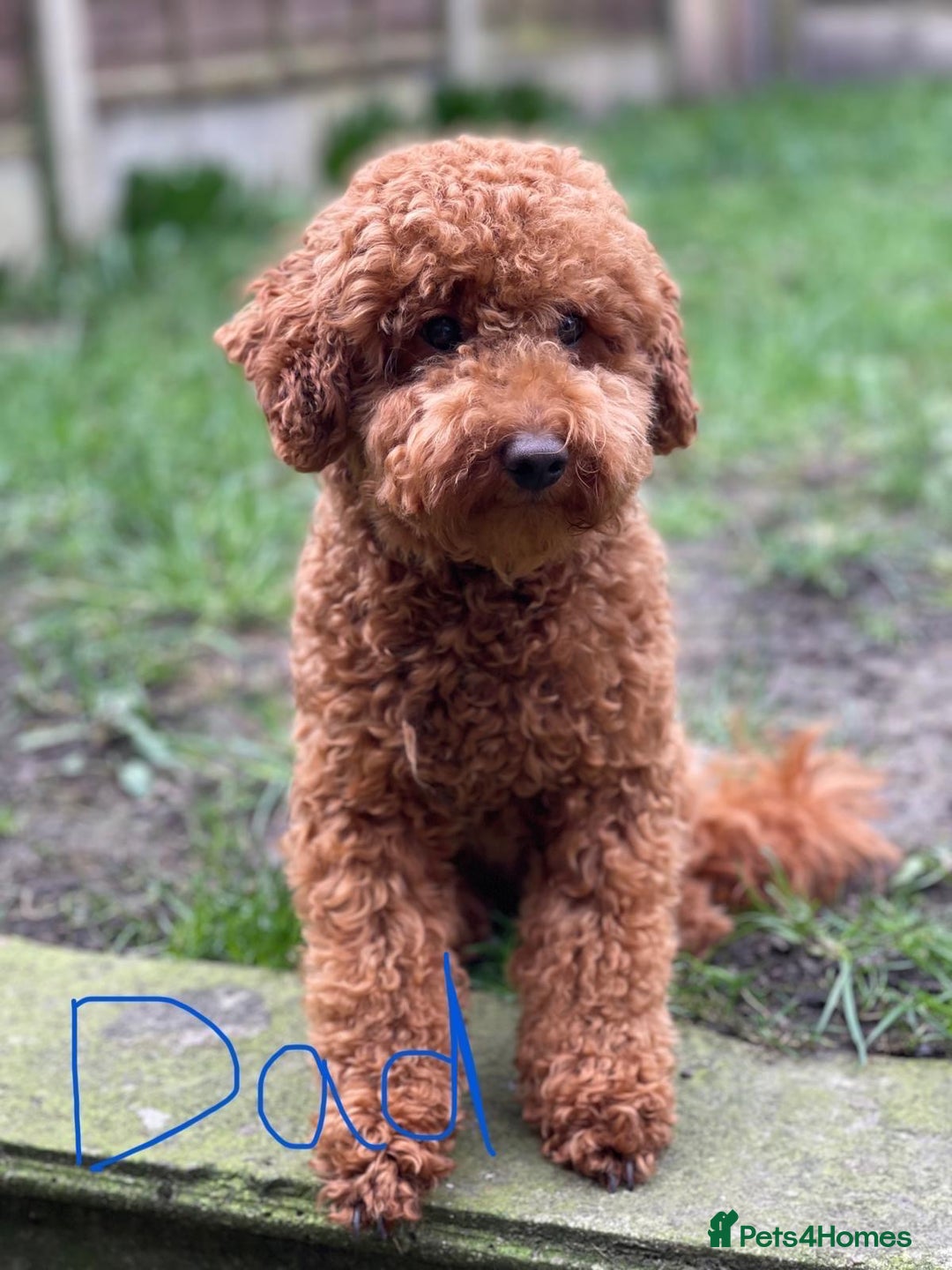 Toy Poodle dogs for sale: Gorgeous Fox Red Toy Poodle Females😍 - Image 13