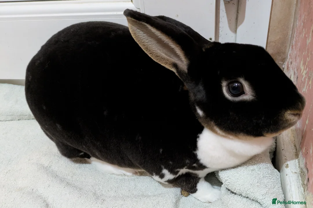 Mini Lop rabbits for sale: 2 female rabbits for sale - Advert 7