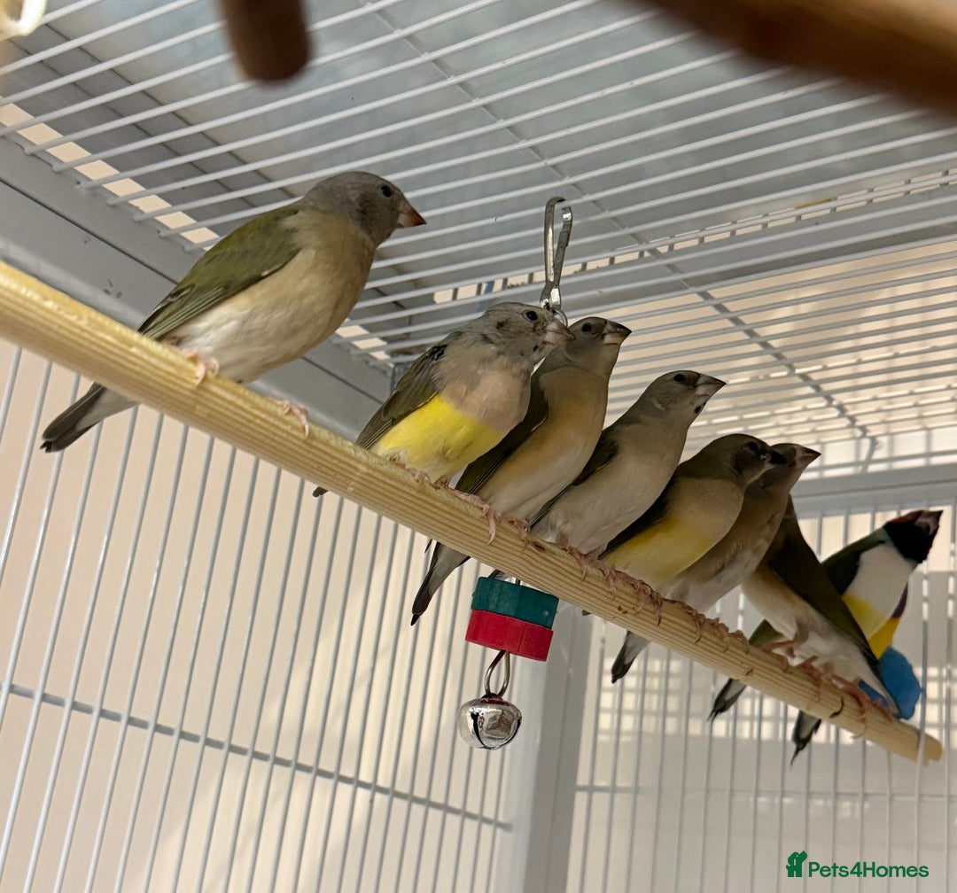Finches birds for sale: gouildan finches available Runcorn  - Advert 8