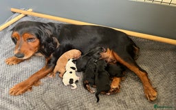 Cocker Spaniel dogs for sale: KC COCKER PUPS TRI BLACK TAN WHITE RED BLUE ROAN - Image 4