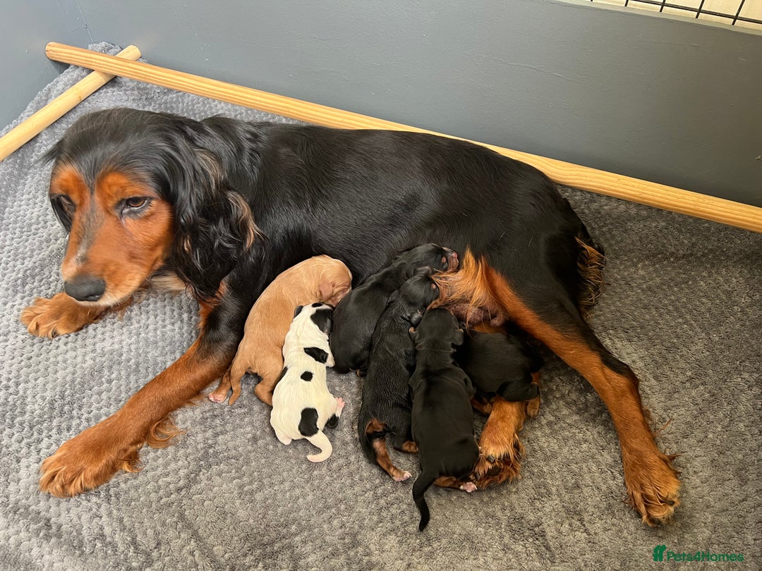 Cocker Spaniel dogs for sale: KC COCKER PUPS TRI BLACK TAN WHITE RED BLUE ROAN - Image 4